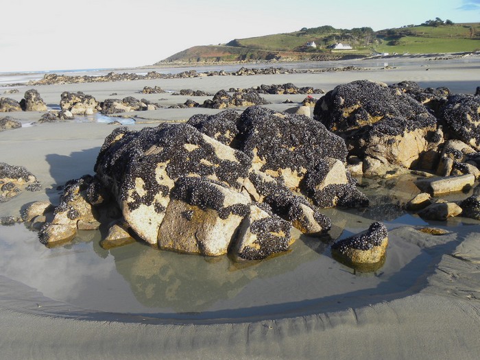 Paysage surprenant, les rochers couverts de moules sauvages à Saint -jean,vus par le gite bretagne adapté à tous