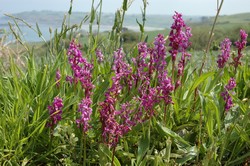 en vous promenant sur le gr34 qui longe la baie de morlaix;vous découvrirez de belles orchidées suavages au printemps